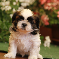Shih Tzu