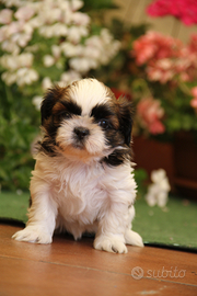 Shih Tzu