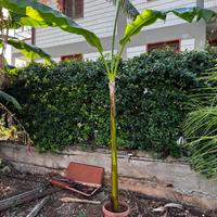 Banano gigante siciliano