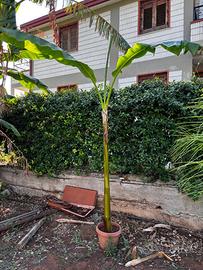 Banano gigante siciliano