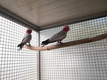 Pappagalli coppie e singoli VARIE SPECIE