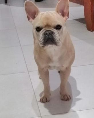 Bulldog Francese
