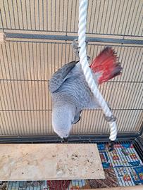 Pappagallo cenerino docilissimo taglia xxl