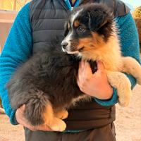 Cucciolo MASCHIO di Australian Shepherd