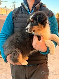 Cucciolo MASCHIO di Australian Shepherd