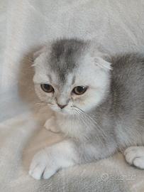 Cucciolo scottish fold