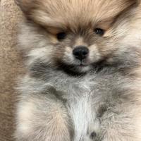 IN ARRIVO Cucciolo Spitz di Pomerania pedigree