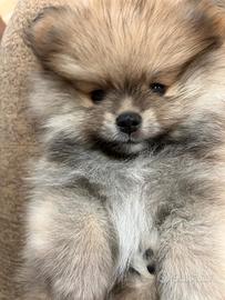 IN ARRIVO Cucciolo Spitz di Pomerania pedigree