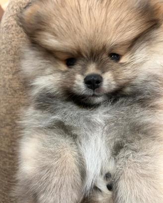 IN ARRIVO Cucciolo Spitz di Pomerania pedigree