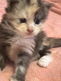 Cuccioli Main Coon anfi ???