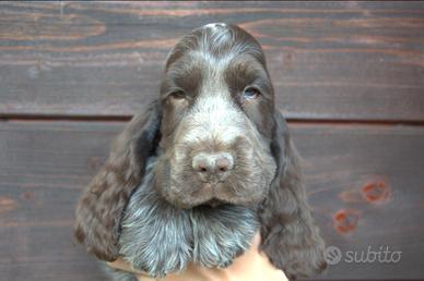Cuccioli cocker spaniel inglese con pedigree