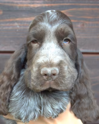 Cuccioli cocker spaniel inglese con pedigree