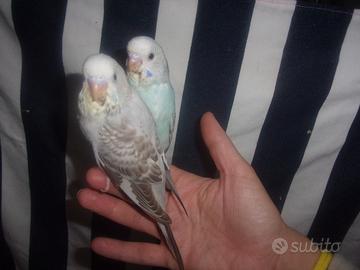 Ultima cocorita alleva a mano 45gg