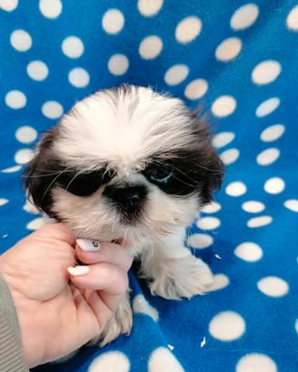 Shih Tzu cucciolo maschio molto piccolo