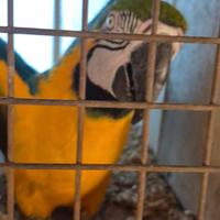 Pappagalli parlanti Palermo e provincia