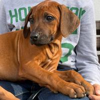 Stupendi cuccioli di razza Rhodesian Ridgeback