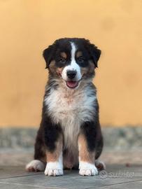 Cucciolo di pastore australiano