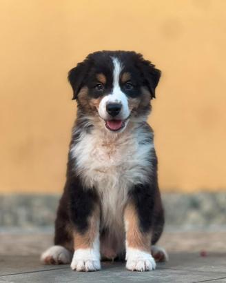 Cucciolo di pastore australiano