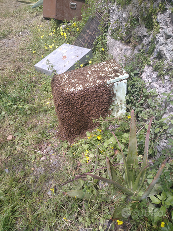 Sciami di api
 in vendita a Melito di Porto Salvo