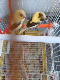 Canarini coppia + 2 covate
