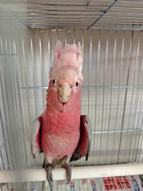 Pappagallo da compagnia cacatua