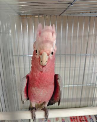 Pappagallo da compagnia cacatua