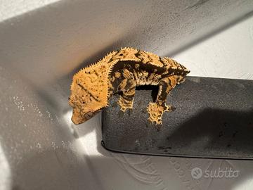 Gechi ciliatus