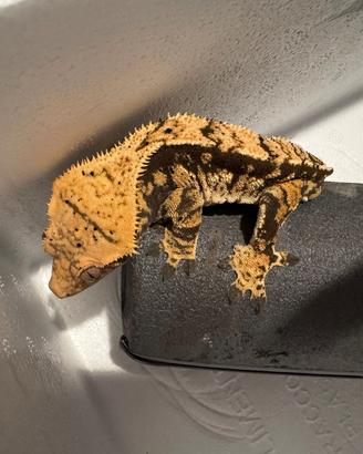 Gechi ciliatus