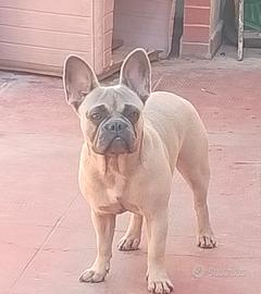 Bulldog francese