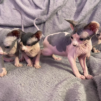 Sphynx gattini