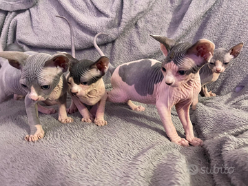 Sphynx gattini
