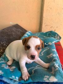Jack russell