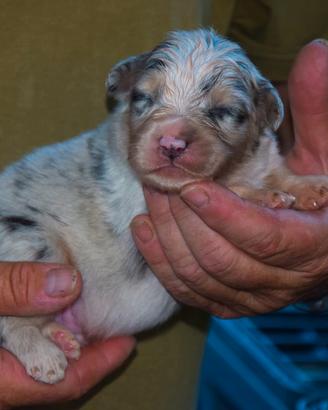 Cuccioli di pastore australiano 
