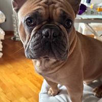 Bulldog francese per accoppiamento