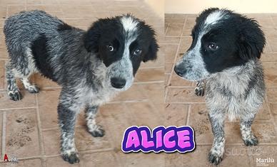 Emy, Alice ed Ellen cucciole in canile