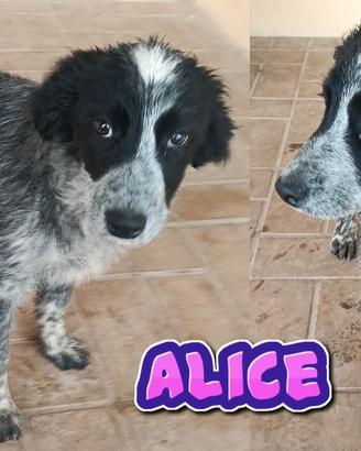 Emy, Alice ed Ellen cucciole in canile