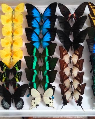 scatola con farfalle vere