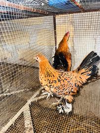 Coppia galline nane millefiori