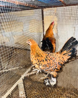 Coppia galline nane millefiori