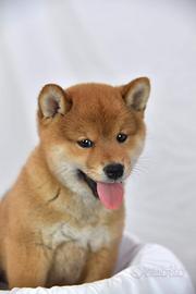 Shiba inu
