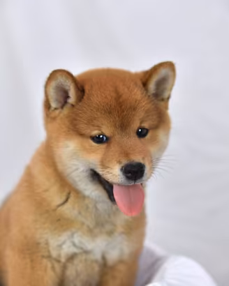 Shiba inu