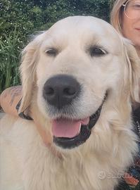 Femmina golden retriever