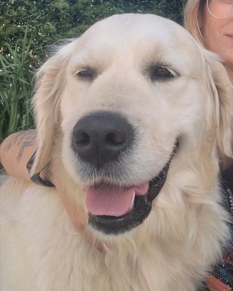 Femmina golden retriever
