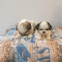 Cuccioli di schizu mini