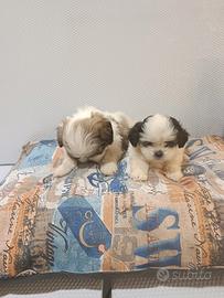 Cuccioli di schizu mini