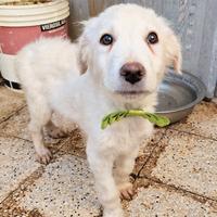 Gli occhi di mario parlano.in canile