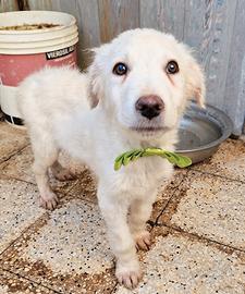 Gli occhi di mario parlano.in canile