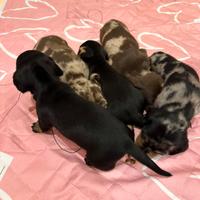 Cuccioli Bassotto tedesco