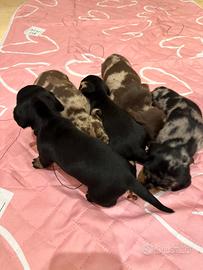 Cuccioli Bassotto tedesco