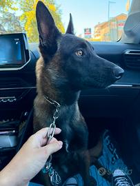 Belga malinois